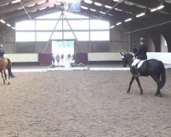 dressage horse Santo Spirito 2 (Württemberger, 2010, from Birkhof's Sirtaki)