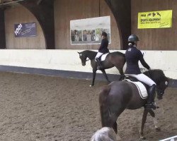 dressage horse Denira 9 (Oldenburg, 2009, from De Niro)