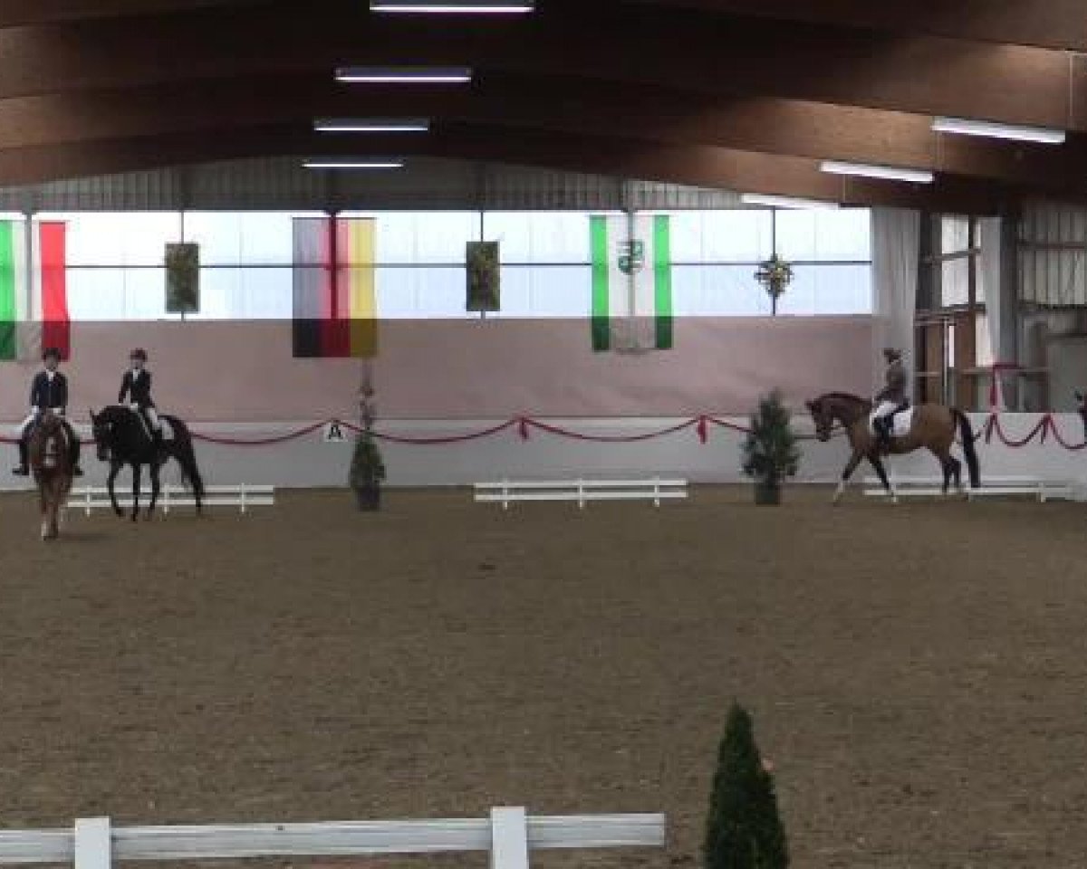 Springpferd Mrs Hale Bob B (Deutsches Reitpony, 2010, von Mr.Hale Bob)