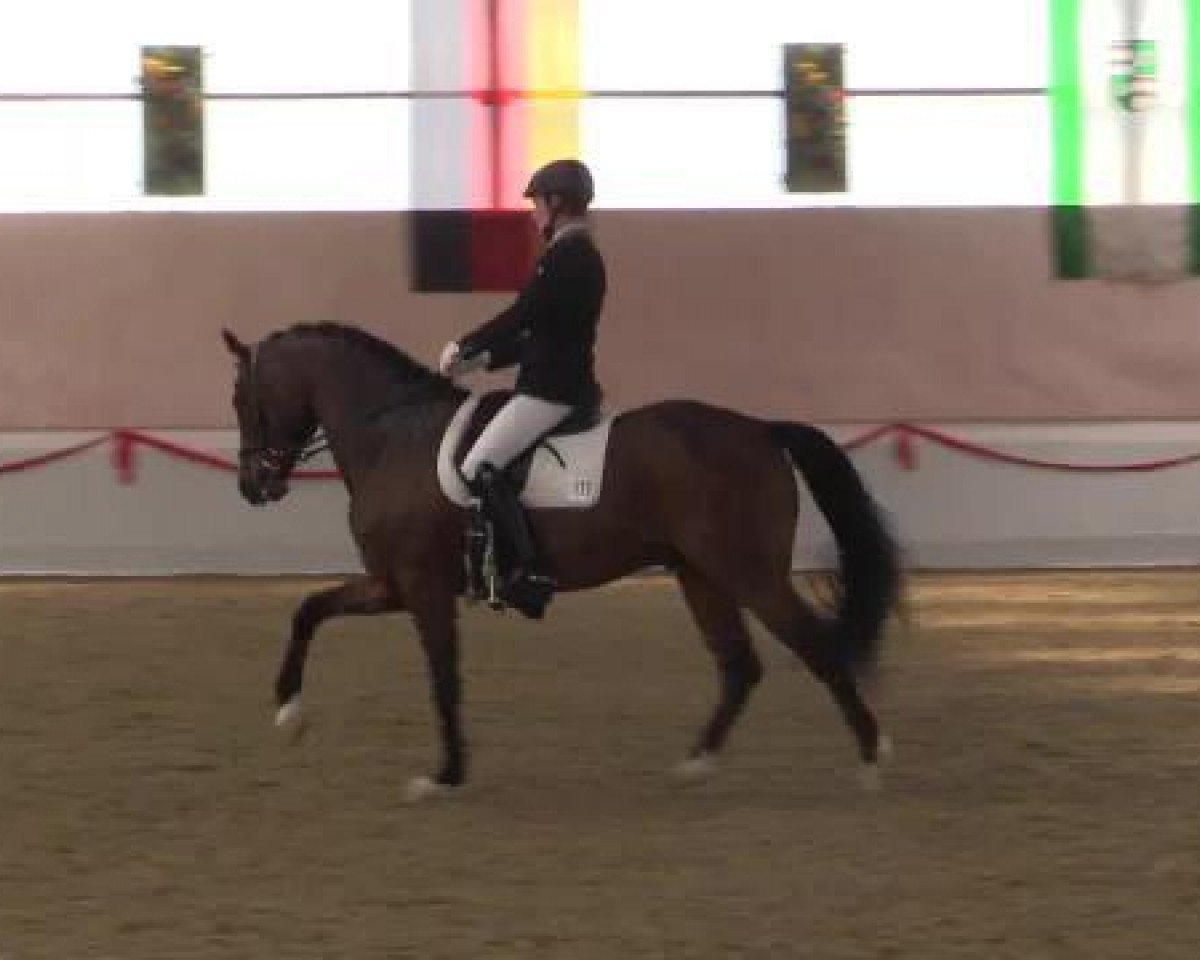 Dressurpferd Quaterflash 2 (Deutsches Sportpferd, 2008, von Quaterback)