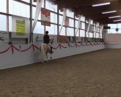 dressage horse Golden Player AT (Westphalian, 2010)