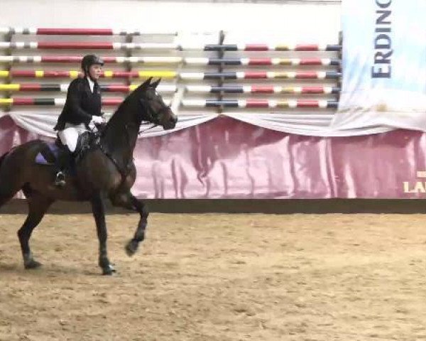horse Cherutina (Oldenburg show jumper, 2006, from Charity)