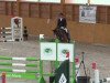 jumper Seminem (Swedish Warmblood, 2010, from Singapore)