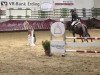 jumper Quintello 2 (Hanoverian, 2009, from Quaid)