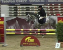 jumper San Remo Lifestyle (Hungarian Warmblood, 2009, from Acorn)