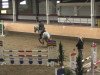 jumper Contador (Hanoverian, 2011, from Contendros 2)