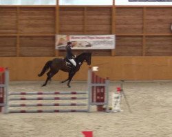 jumper Etorio (Swedish Warmblood, 2009, from Vittorio)