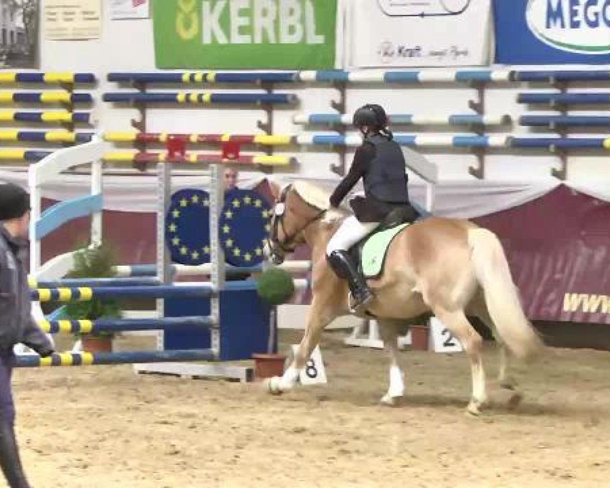 Dressurpferd Anthony's Marley (Haflinger, 2006, von Anthony)