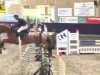 jumper Prime-Time 3 (Hanoverian, 2010, from Perigueux)