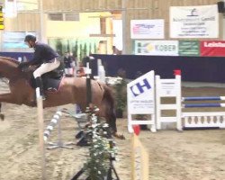 jumper Prime-Time 3 (Hanoverian, 2010, from Perigueux)