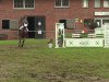 jumper Lardano (KWPN (Royal Dutch Sporthorse), 2007)