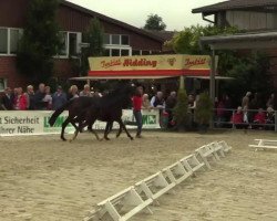 dressage horse San Revolution (Westphalian, 2014, from San Amour I)