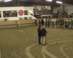 dressage horse Wallach von Donatelli (unknown, 2012, from Donatelli I)