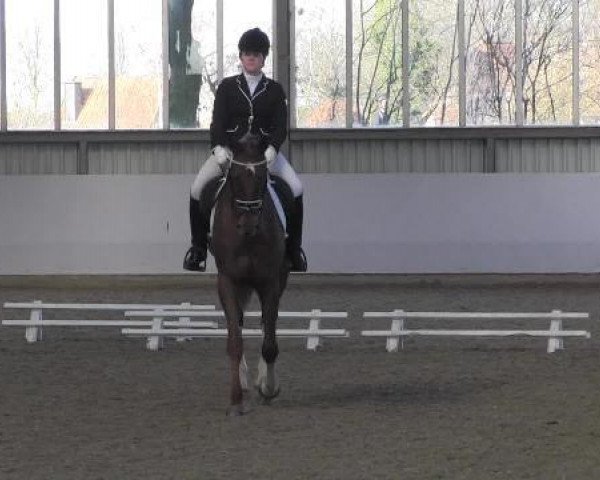 dressage horse Feinest Piccolo (unknown, 2003)