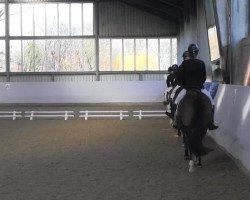 dressage horse Mia Ragazza (German Riding Pony, 2008, from Mr.Hale Bob)