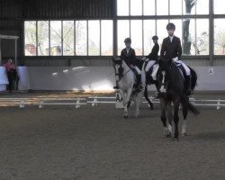 dressage horse Leonardo 678 (Saxony-Anhaltiner, 2001, from Long Island)