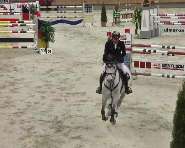 jumper Cavalero P (unknown, 2006)