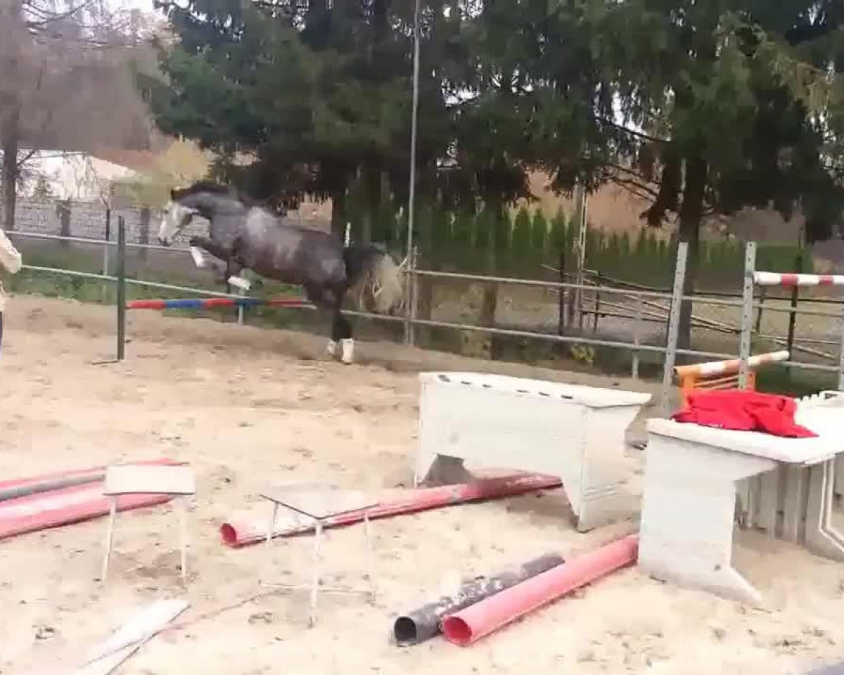 jumper Balou's Jumping (Polish Warmblood, 2007, from Bajou du Rouet)