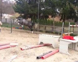 jumper Balou's Jumping (Polish Warmblood, 2007, from Bajou du Rouet)