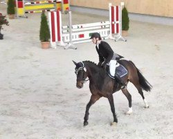 dressage horse Choupette 3 (Bavarian, 2009, from Chat qui Rit de L)