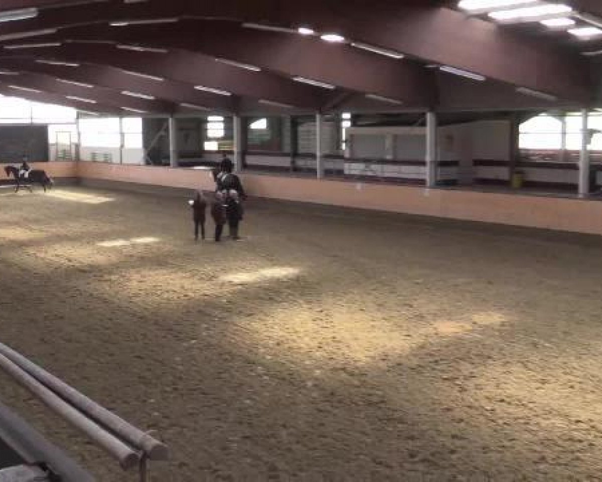 broodmare Fleur de Vie 3 (Westphalian, 2011, from Filius Bedo)