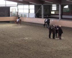 dressage horse Rahmannshof Barolo (Westphalian, 2011)