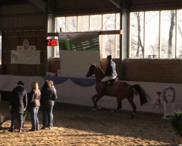 jumper Andicor UHS (anglo european sporthorse, 2009, from Lupicor)