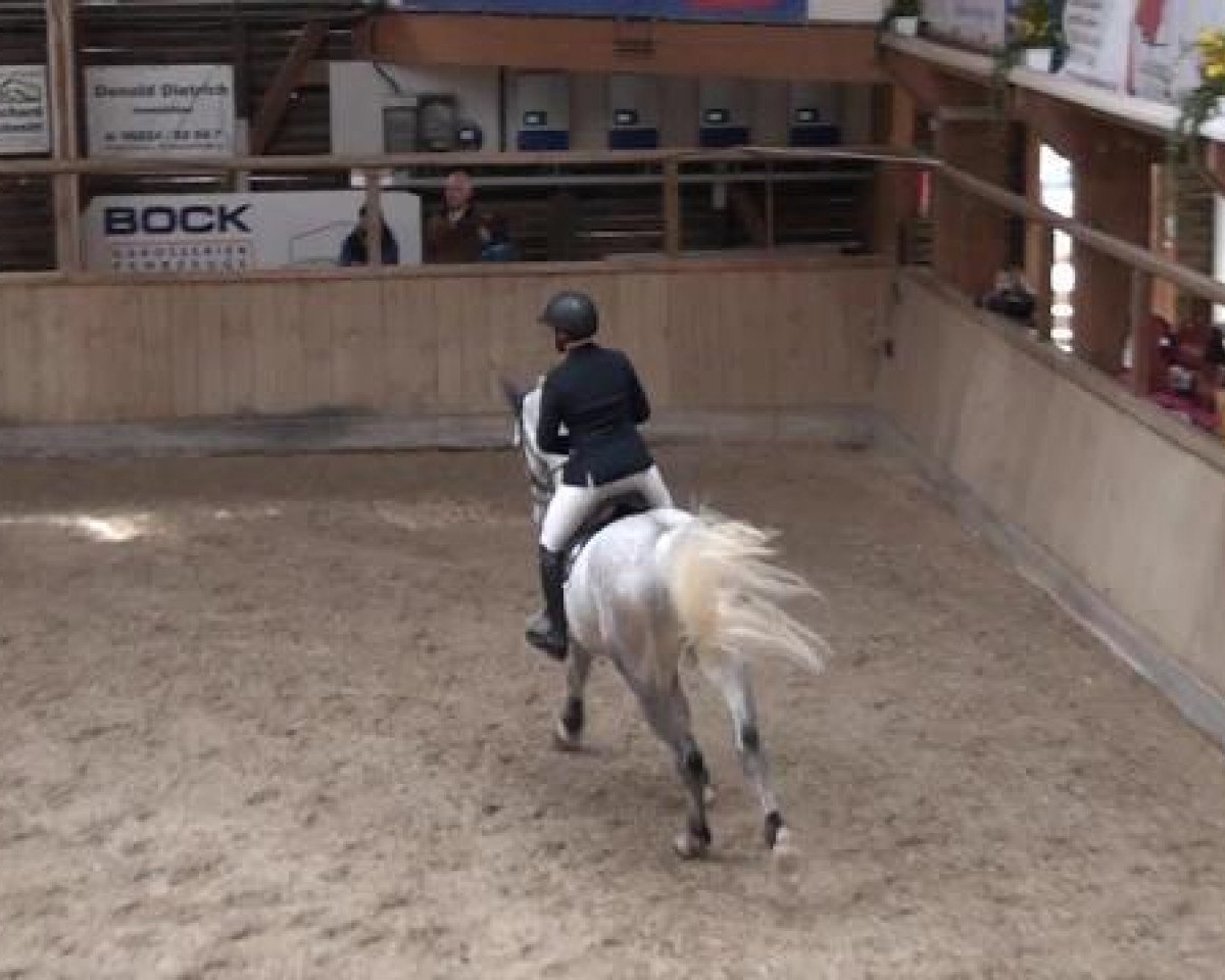 jumper Java Jazz (Belgian Warmblood, 2009, from Castelino van de Helle)