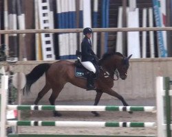 jumper Chelsea (Hanoverian, 2008, from Chasseur I)