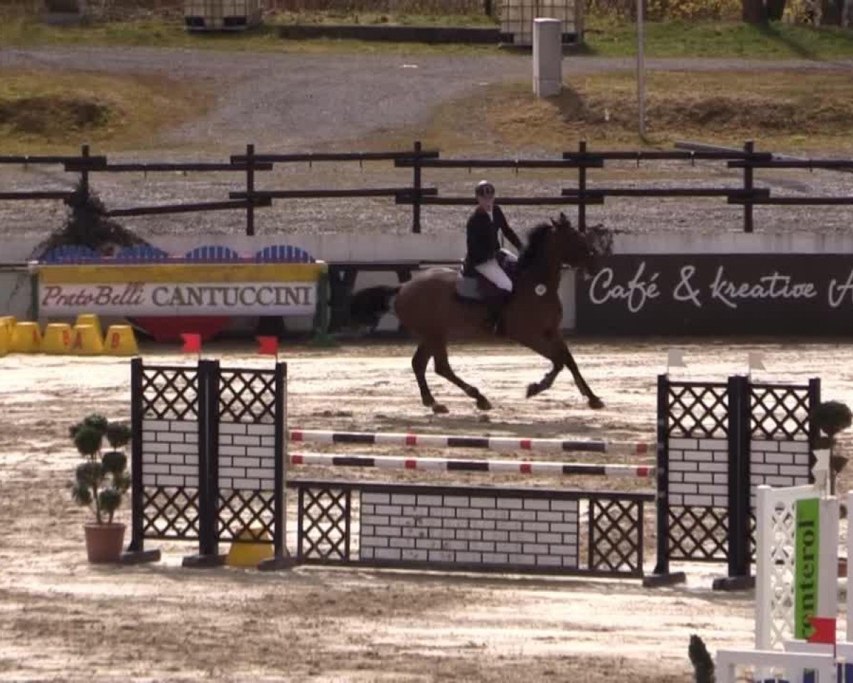 jumper Dicardo (KWPN (Royal Dutch Sporthorse), 2008, from Indoctro)