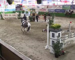 Springpferd Oreo (KWPN (Niederländisches Warmblut), 2008)