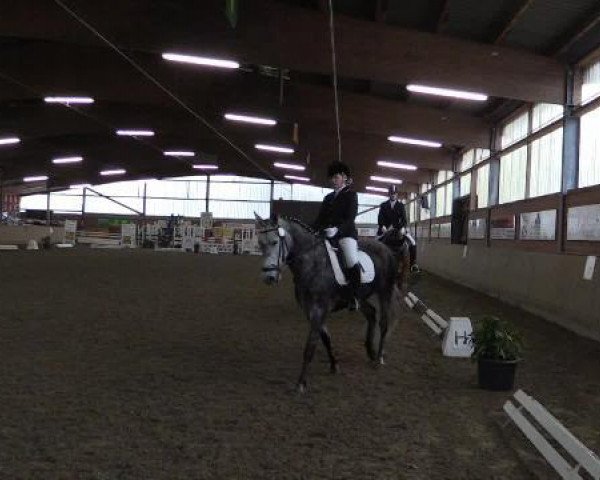 dressage horse Isi 16 (unknown, 2008)