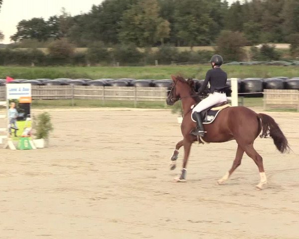 Reitturnier Schülp / Rendsburg 2020