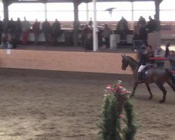 jumper Zabou 41 (KWPN (Royal Dutch Sporthorse), 2009)