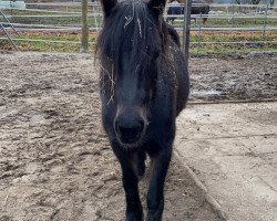 horse Emma (Tinker-Mix / Pinto Tinker / Crossbreed, 2019)