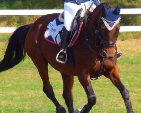 dressage horse Darwina 15 (Hanoverian, 2002, from Don Frederico)