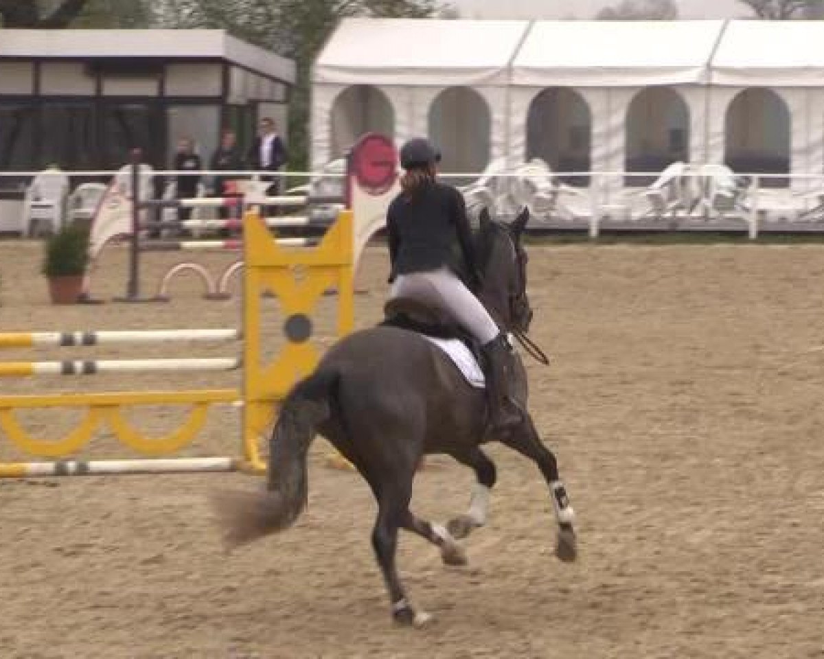 jumper Raimondo 92 (Pura Raza Espanola (PRE), 2010, from Vencedor XXIX)