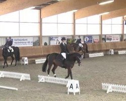 dressage horse San Angelo HB (Württemberger, 2010, from San Amour I)