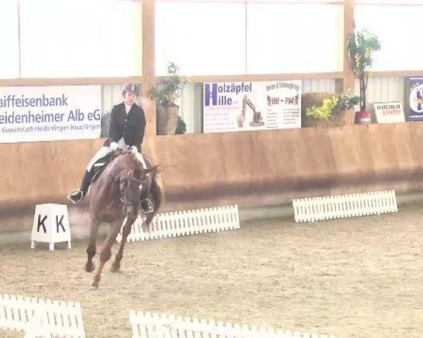 dressage horse Elazar (KWPN (Royal Dutch Sporthorse), 2008, from United)