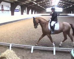 dressage horse Franzel 6 (Oldenburg, 2010, from Fidertanz)