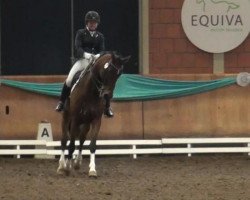 dressage horse Banavur (Holsteiner, 2007, from Babbit)