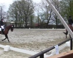 dressage horse Landzo (Latvian Warmblood, 2005, from Lakijs)