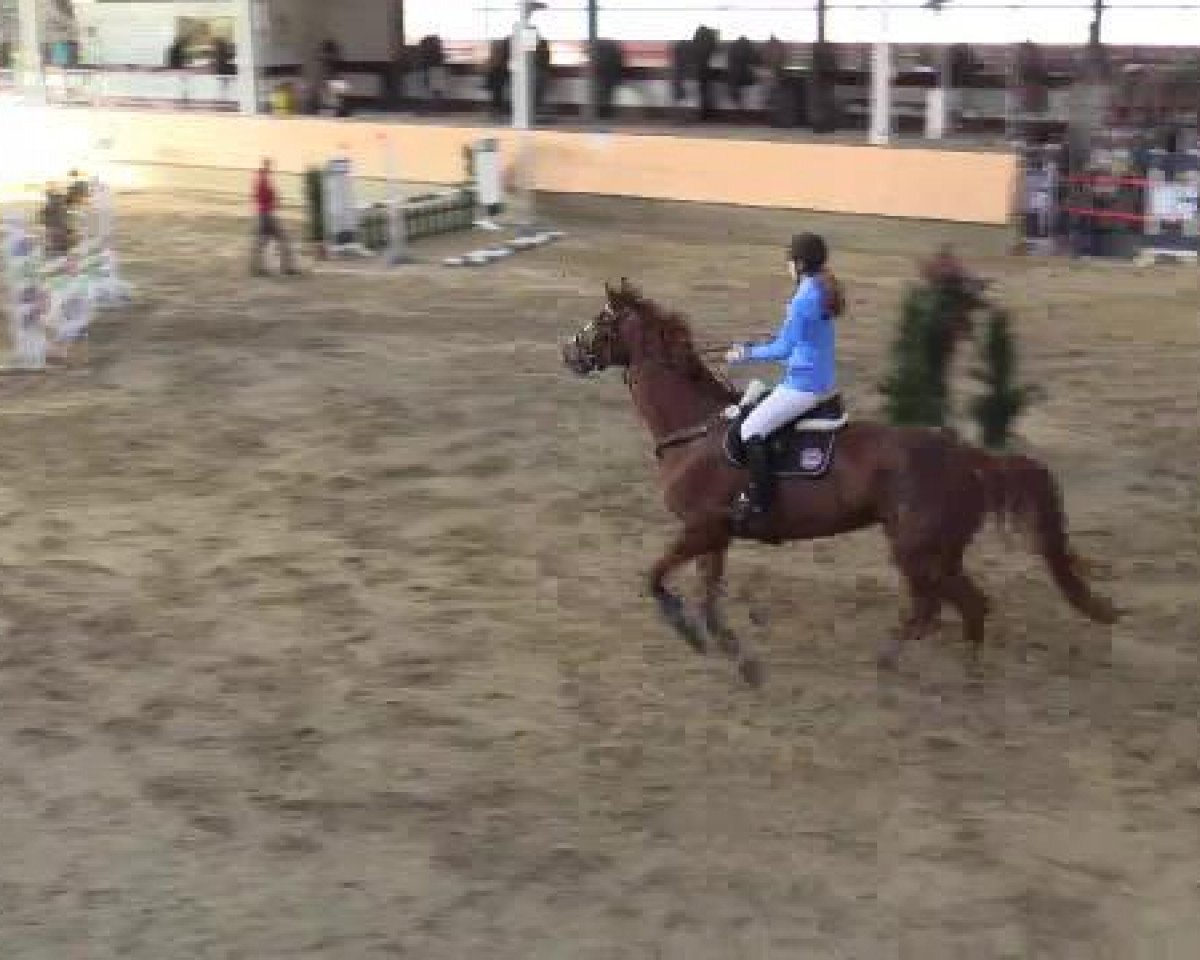 jumper Quintero M (Westphalian, 2006, from Quidam's Rubin)