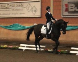 dressage horse Opal 94 (Polish Warmblood, 2008)