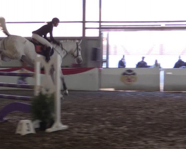 Springpferd Bella Donna (KWPN (Niederländisches Warmblut), 2006)