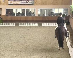 dressage horse Donna Leon Z (Oldenburg, 2009, from Dimension)