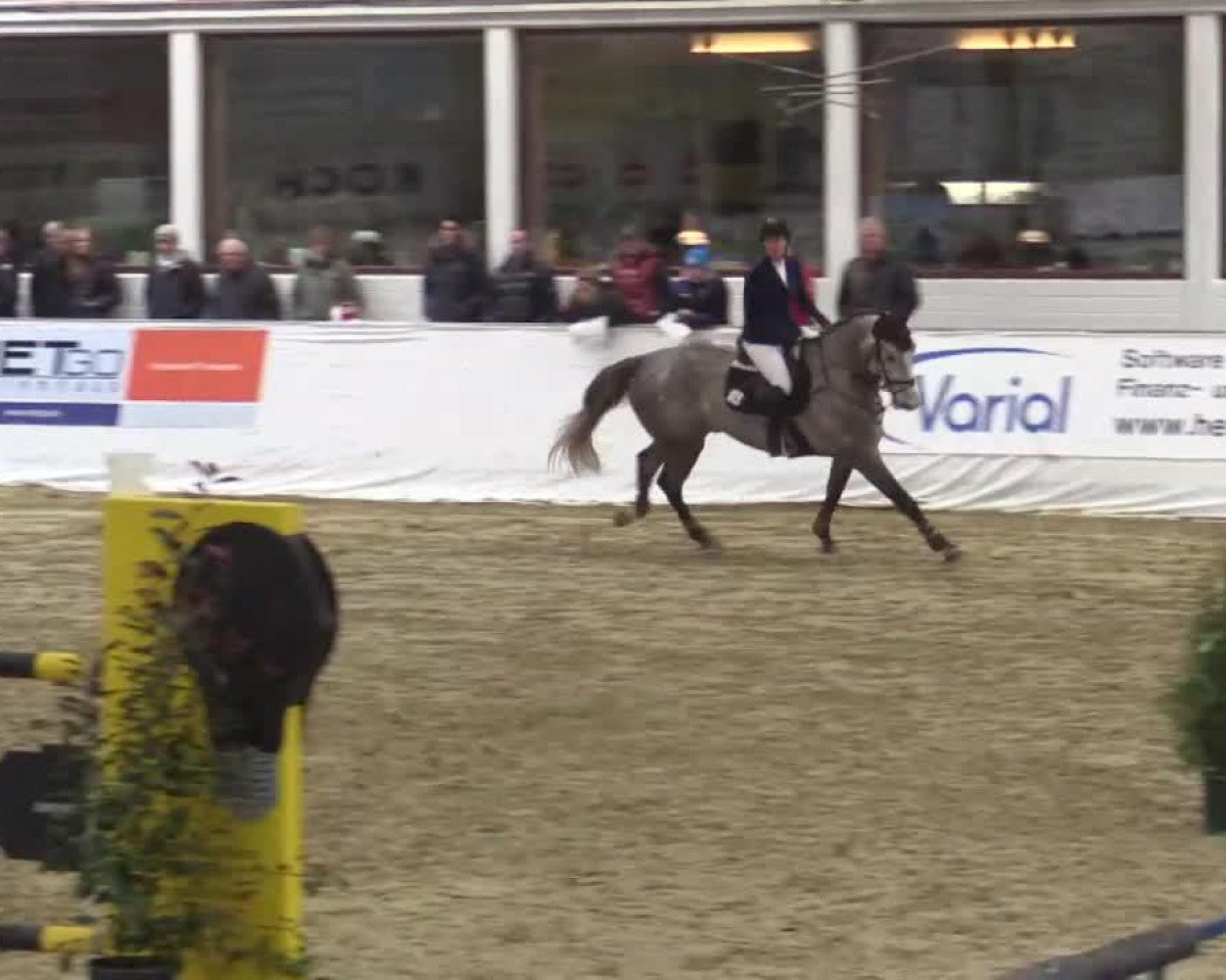 Springpferd Quiksilver 2 (unbekannt, 2008)