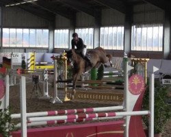 jumper Sancouletta (Oldenburg show jumper, 2009, from Sanvaro)