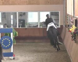 jumper Balougran 2 (Oldenburg show jumper, 2009, from Balou du Rouet)