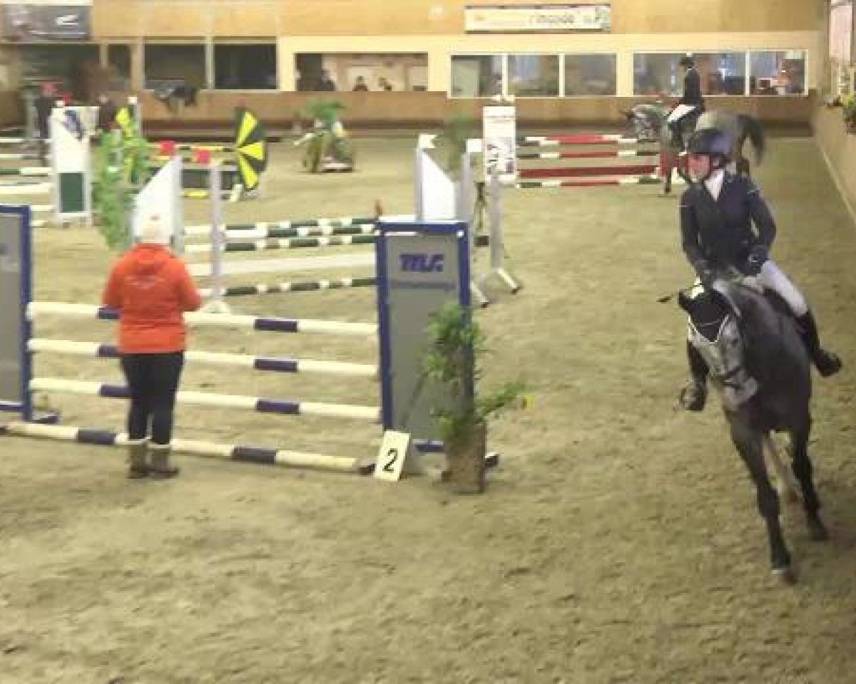 Springpferd Cayland (Österreichisches Warmblut, 2010, von FBW Cayton)